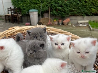 British gatti Cuccioli morbidi - Annuncio 1