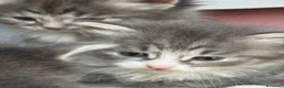 Siberiano gatti in vendita: cucciolo di gatto siberiano ipoallergico  - Annuncio 4