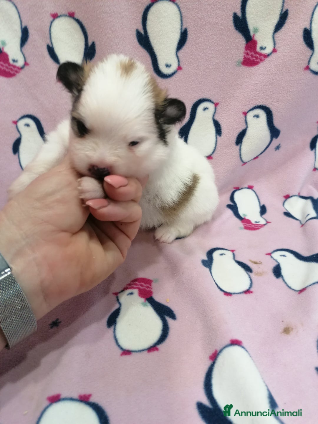 Volpino Pomerania cani in vendita: Volpino Pomerania  - Annuncio 22