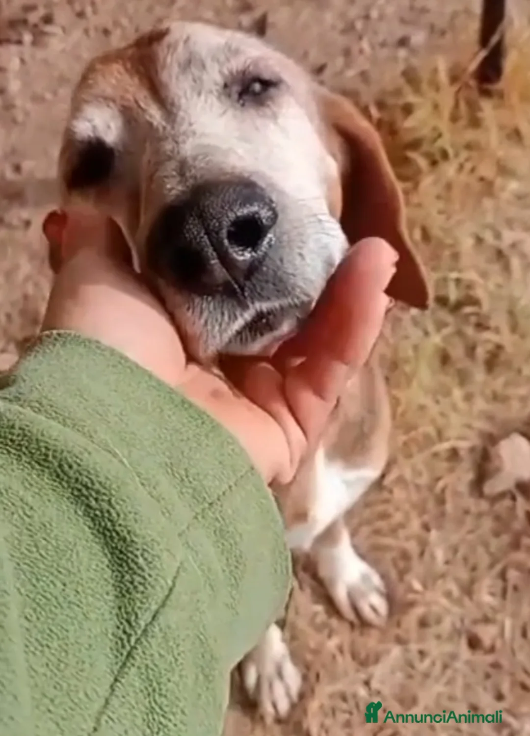 Segugio cani in regalo: Segugio 8ANNI A CATENA CORTA!!! PUGLIA a Città metropolitana di Milano - Annuncio 6