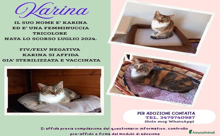 Europeo gatti - Annuncio 4