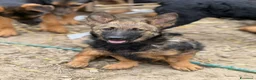 Meticcio cani in regalo: EZIO, lupetto ZAMPACORTA super coccolone! - Annuncio 5