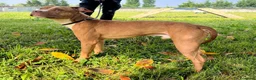 Meticcio cani in regalo: DANKO BELLISSIMO PIT - Annuncio 6