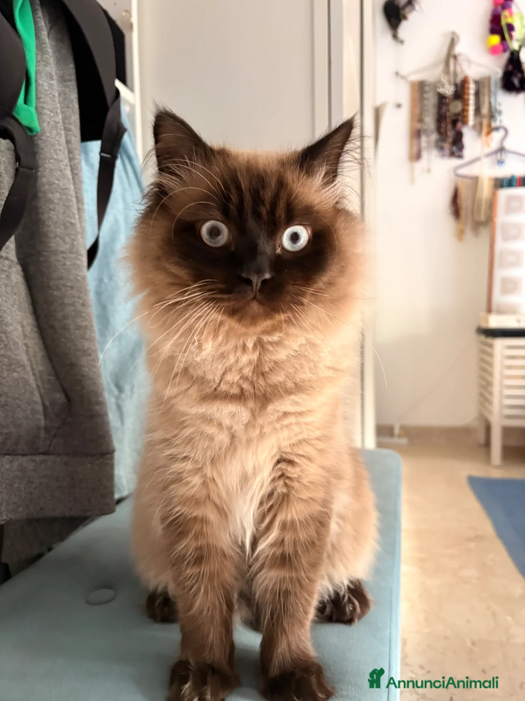Siamese gatti per accoppiamento: Cerco fidanzata a Città metropolitana di Roma Capitale - Annuncio 2