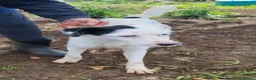 Meticcio cani in regalo: Bus bus - Annuncio 2