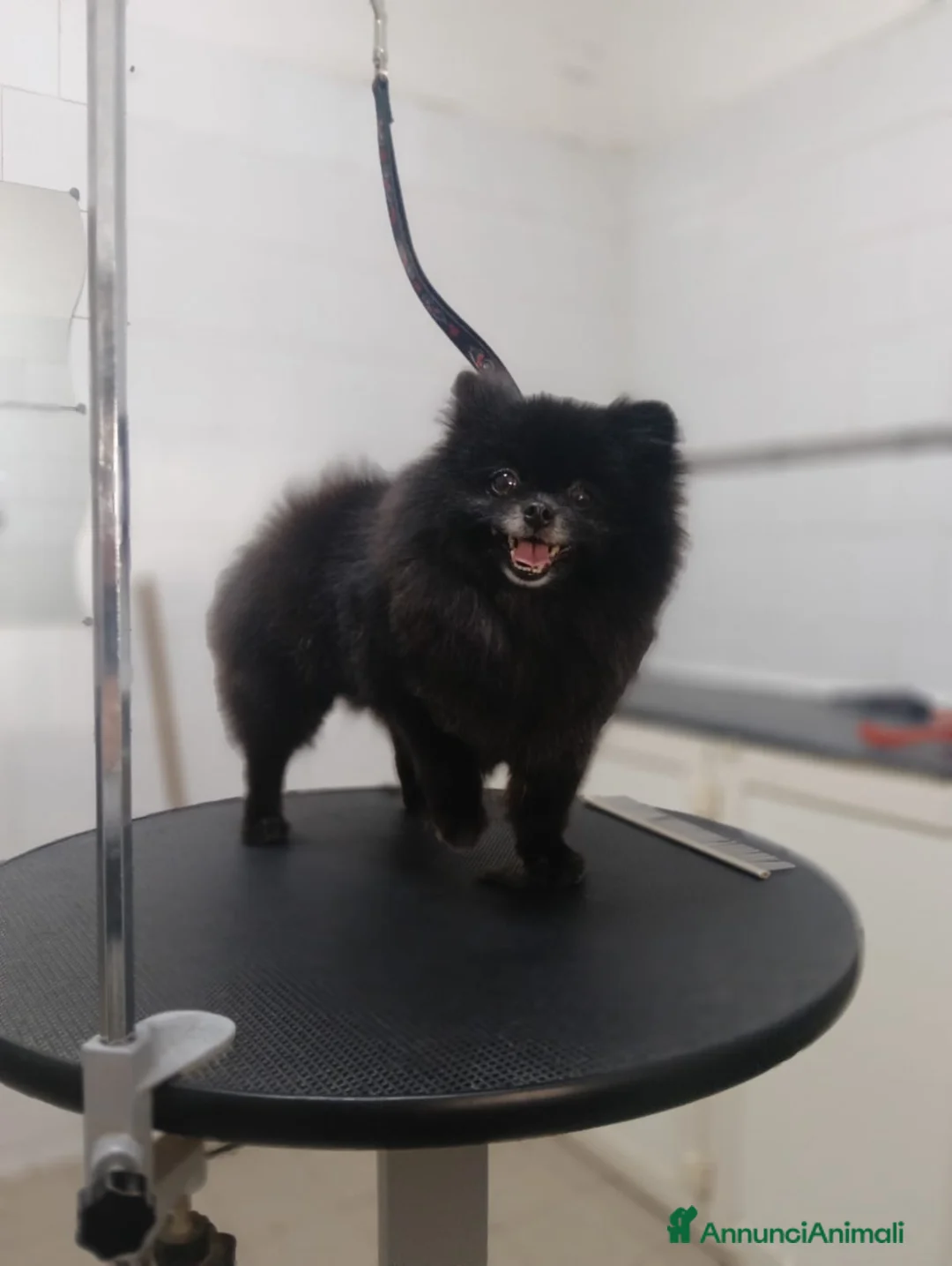 Volpino Pomerania cani in vendita: POMERANIA  - Annuncio 3