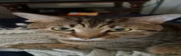 Europeo gatti in regalo: GATTO MASCHIO a Città metropolitana di Milano - Annuncio 5