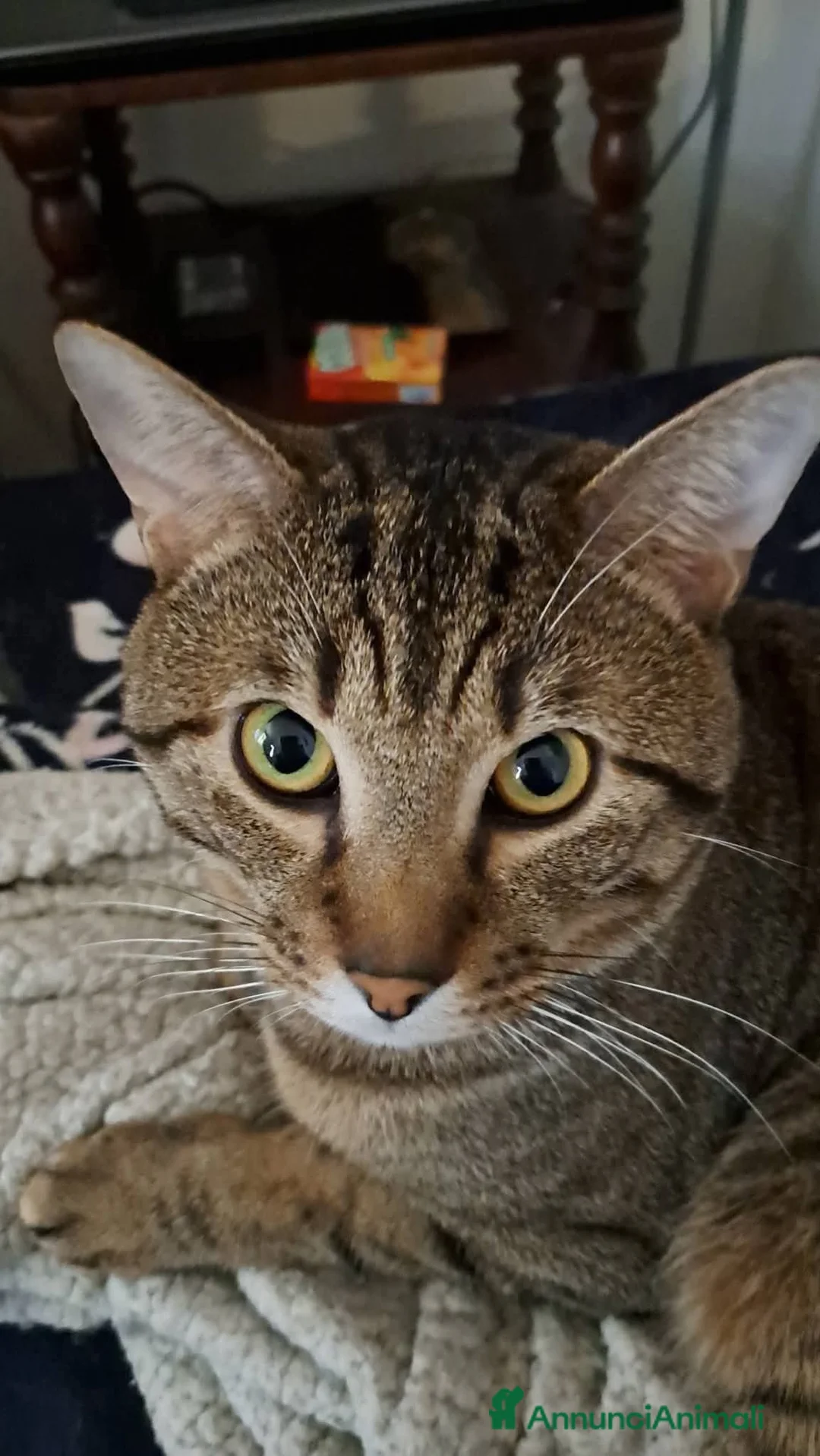 Europeo gatti in regalo: GATTO MASCHIO a Città metropolitana di Milano - Annuncio 5
