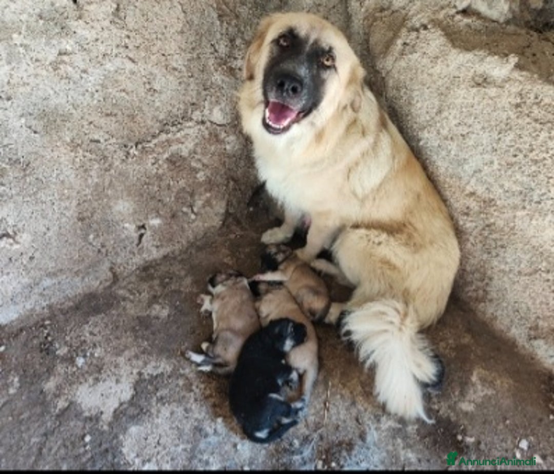 Meticcio cani in regalo: 2mamme mollate coi cuccioli!!URGENTE AIUTO SICILIA - Annuncio 1