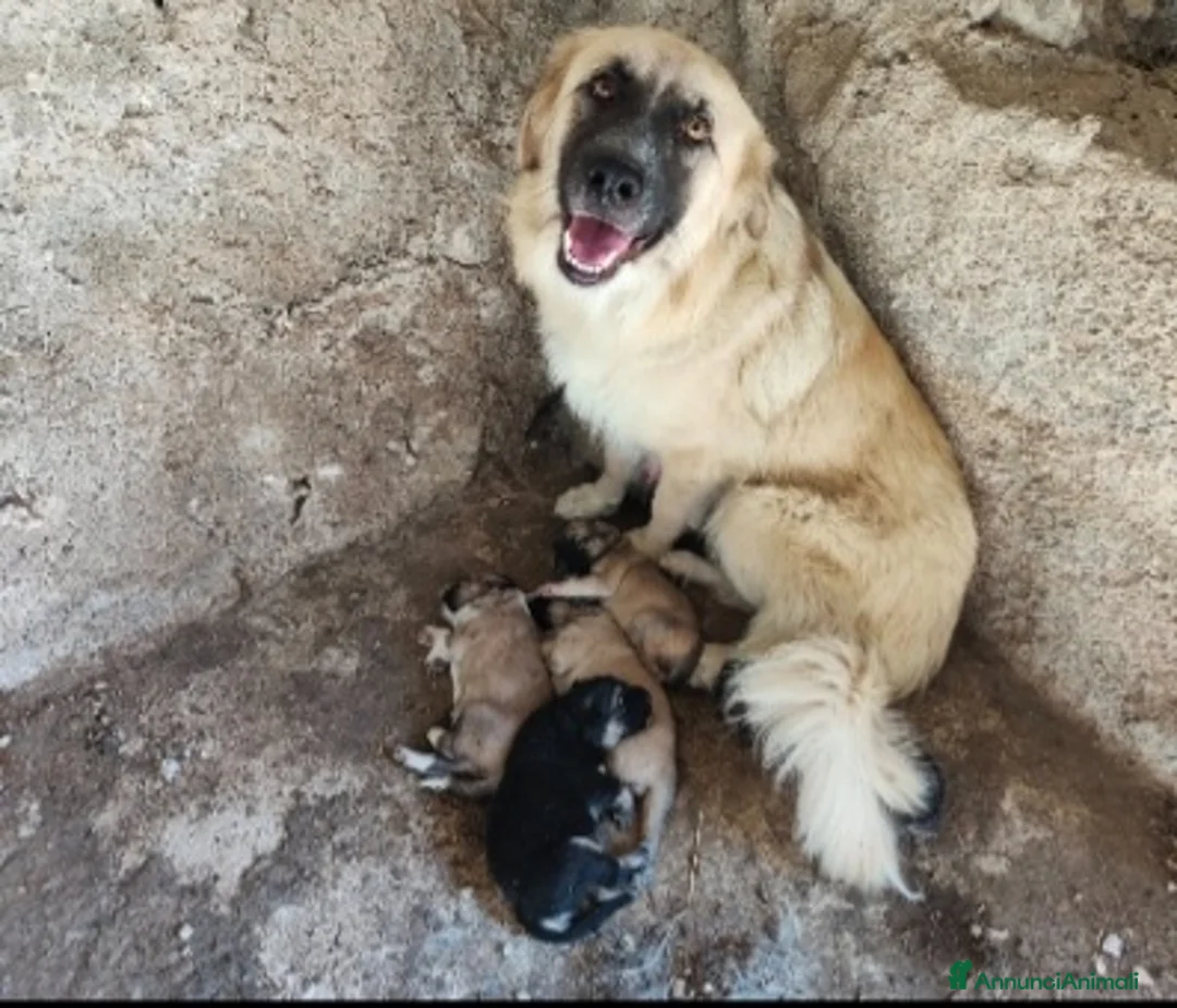 Meticcio cani in regalo: 2mamme mollate coi cuccioli!!URGENTE AIUTO SICILIA - Annuncio 1