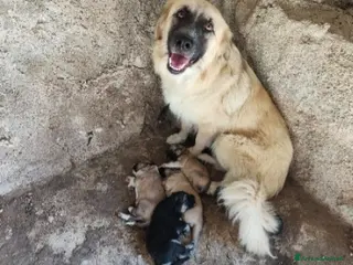 Meticcio cani 2mamme mollate coi cuccioli!!URGENTE AIUTO SICILIA - Annuncio 40