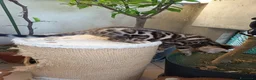 Bengala gatti in vendita: laun splendore cucciola Bengala 🥰  - Annuncio 22