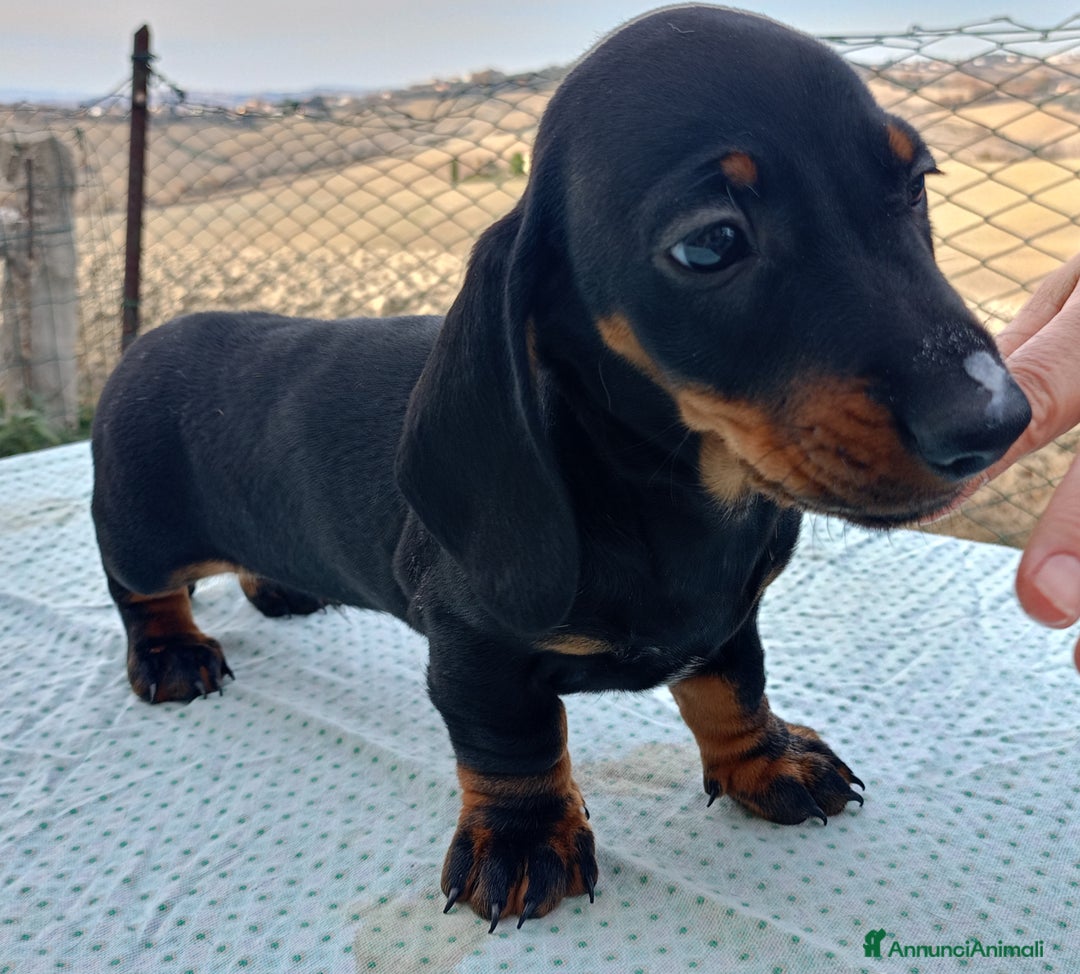 Bassotto cani in vendita: Bassotto tedesco standard a pelo corto - Annuncio 7