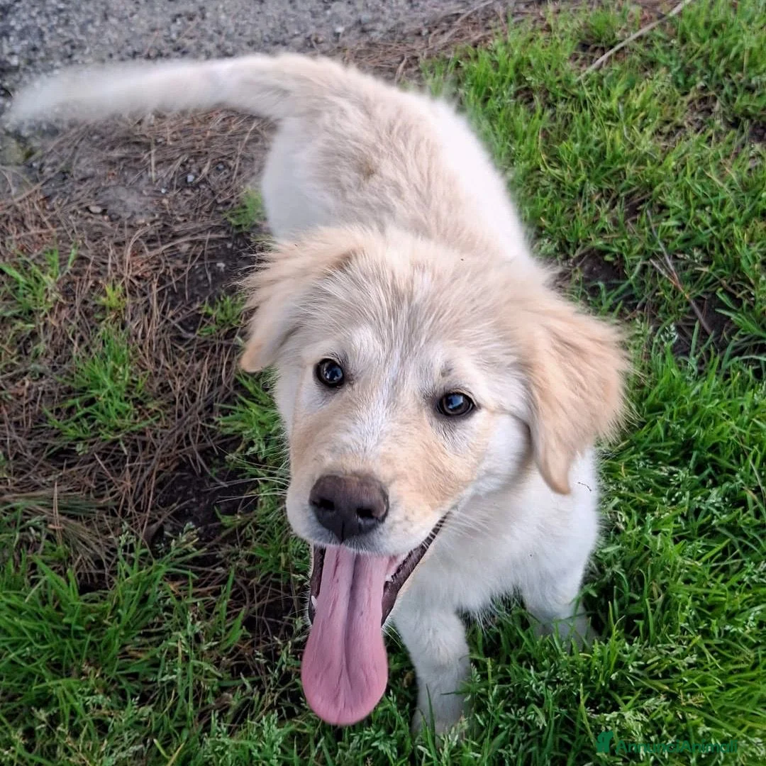 Meticcio cani in regalo: AURA 🩷 - cucciola mix pastore, nessuno chiama? 😢 - Annuncio 4