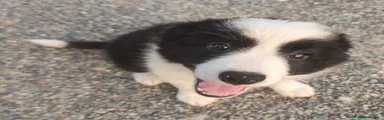 Border Collie Cucciolo 4