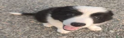 Border Collie cani in vendita: CUCCIOLI DI BORDER COLLIE ALTA GENEALOGIA - Annuncio 4