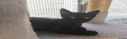 Meticcio gatti in regalo: Piccola Pretty  - Annuncio 6