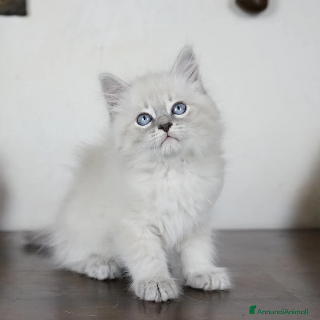 Immagine della galleria {{count}}