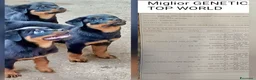 Rottweiler cani in vendita: Disponibili cuccioli Rottweiler  - Annuncio 17