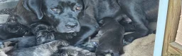 Cane Corso cani in vendita: Cucciola cane corso  - Annuncio 2
