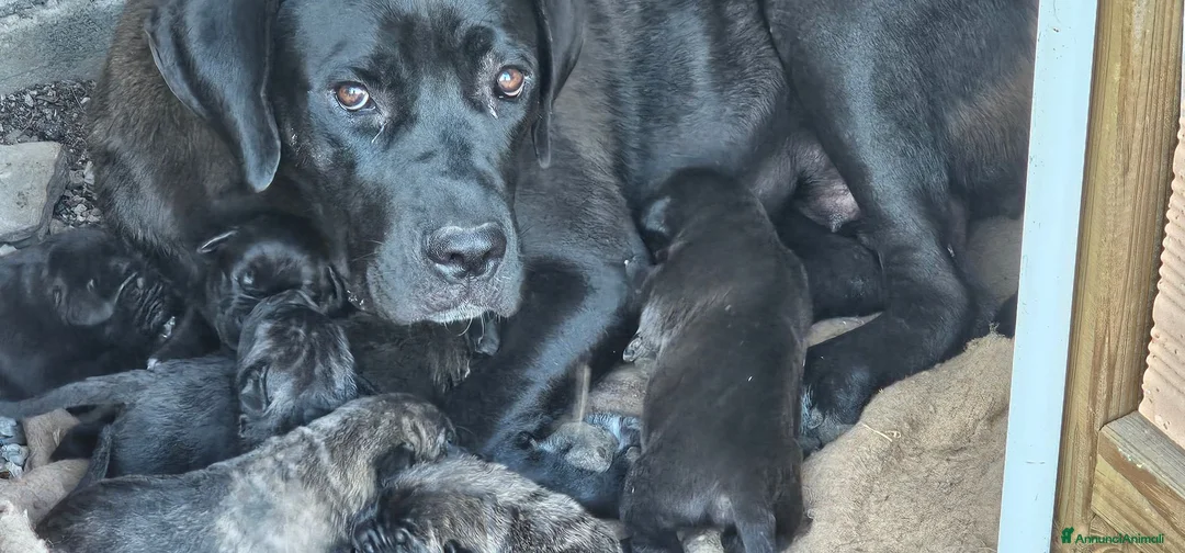 Cane Corso cani in vendita: Cucciola cane corso  - Annuncio 2