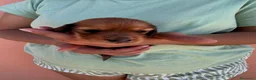 Bassotto cani in vendita: Bassotto pelo lungo  - Annuncio 2