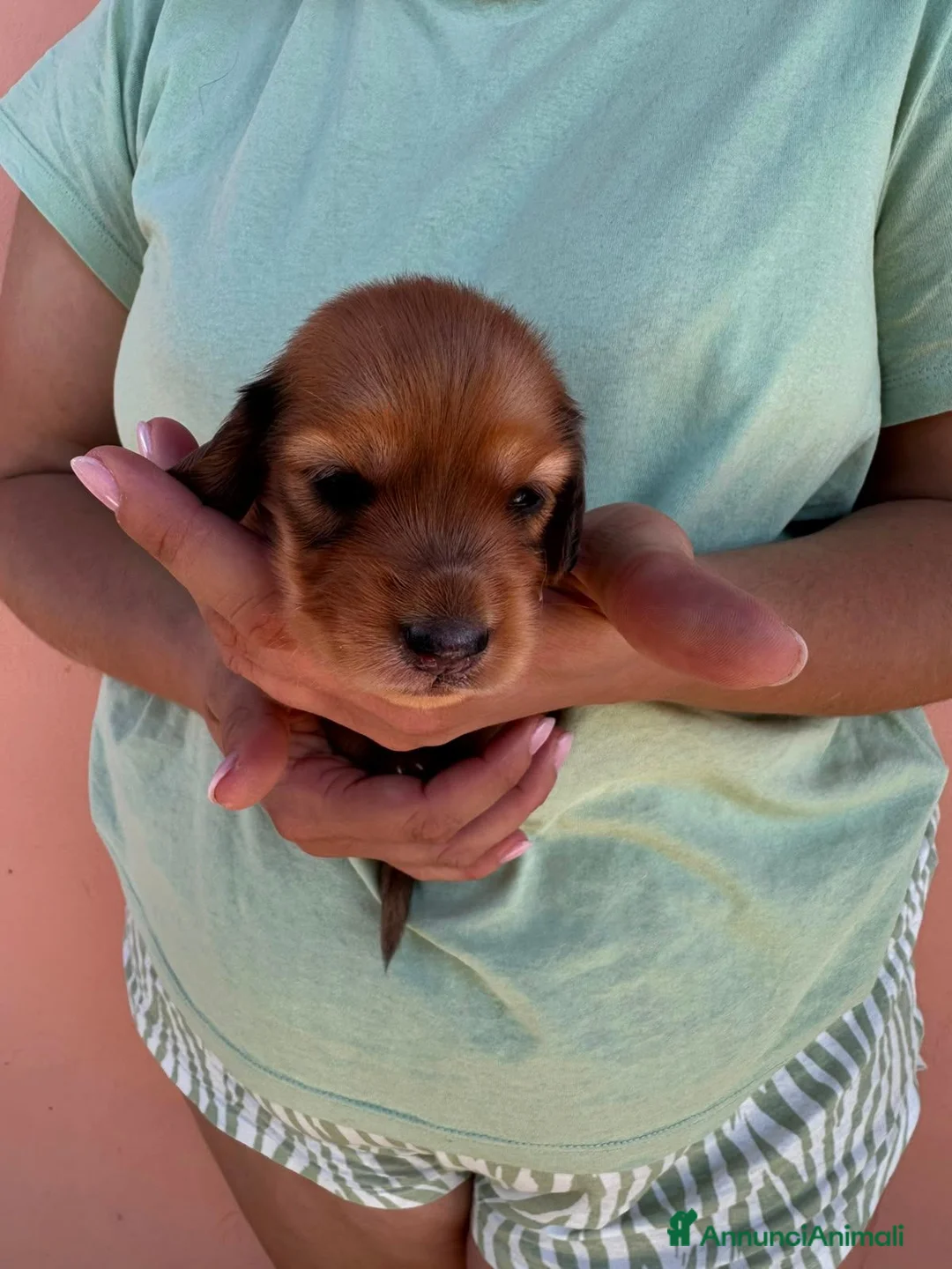 Bassotto cani in vendita: Bassotto pelo lungo  - Annuncio 2
