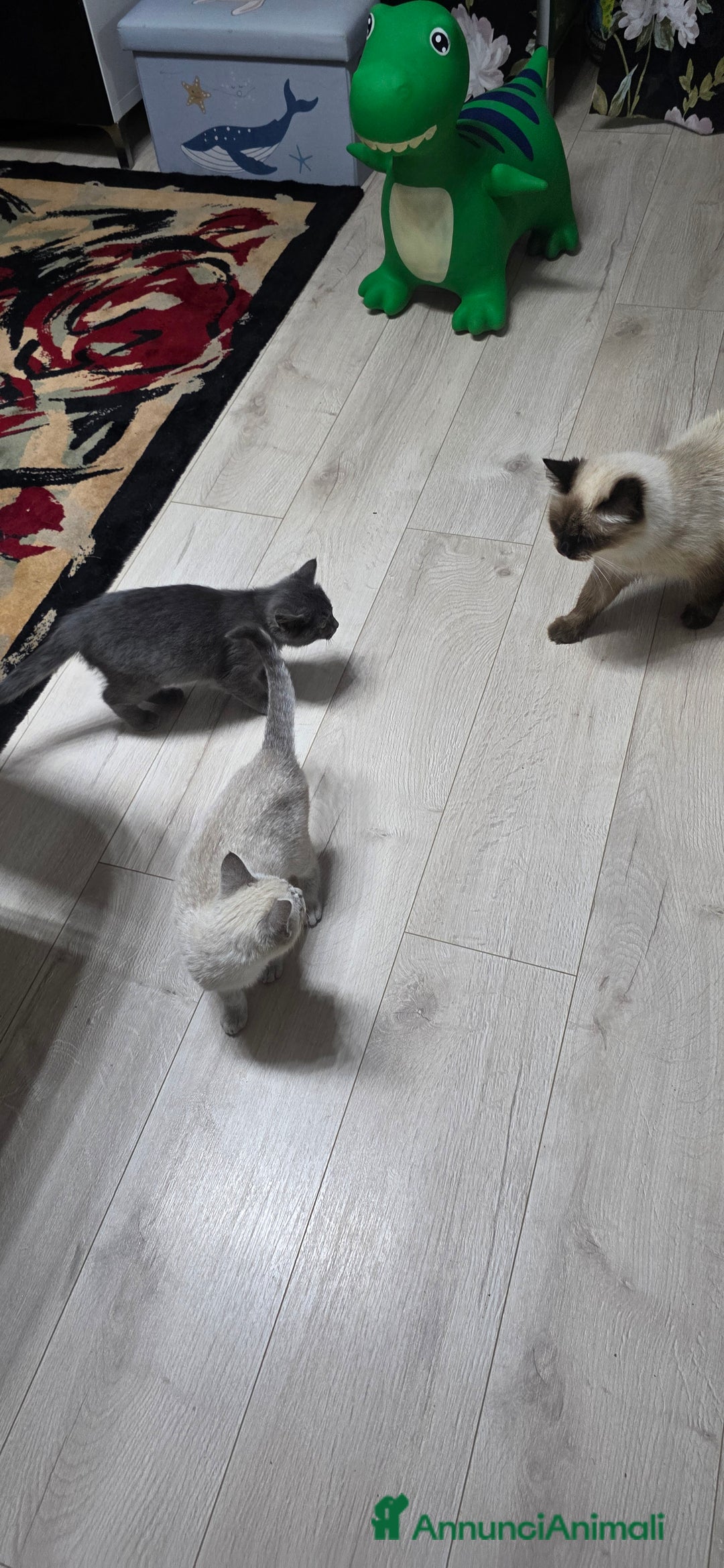 Certosino gatti in regalo: Adorabili Cuccioli di Gatto Grigio e Crema  - Annuncio 6