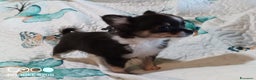 Chihuahua cani in vendita: Cucciole di chihuahua disponibili a Provincia di Mantova - Annuncio 8