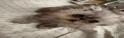 Persiano gatti in vendita: Splendidi Gattini Persiani  - Annuncio 6