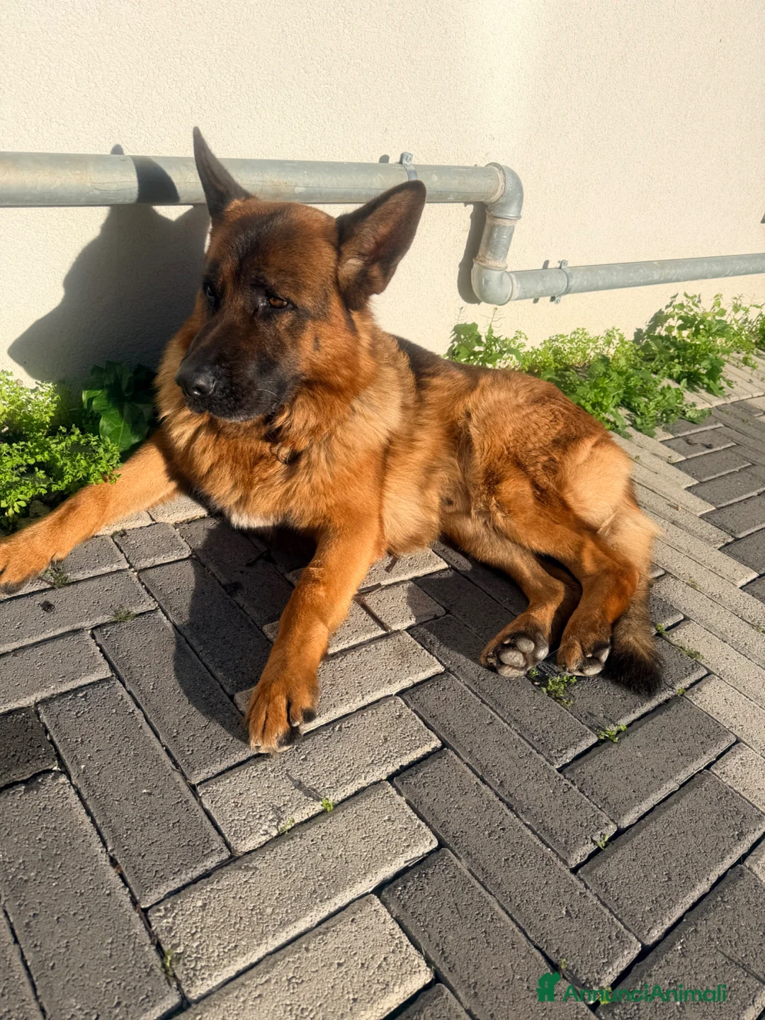 Pastore Tedesco cani per accoppiamento: Accoppiamento Pastore Tedesco - Annuncio 2