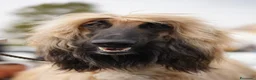 Levriero cani in vendita: BELLISSIMO CUCCIOLO LEVRIERO AFGANO a Provincia di Viterbo - Annuncio 15