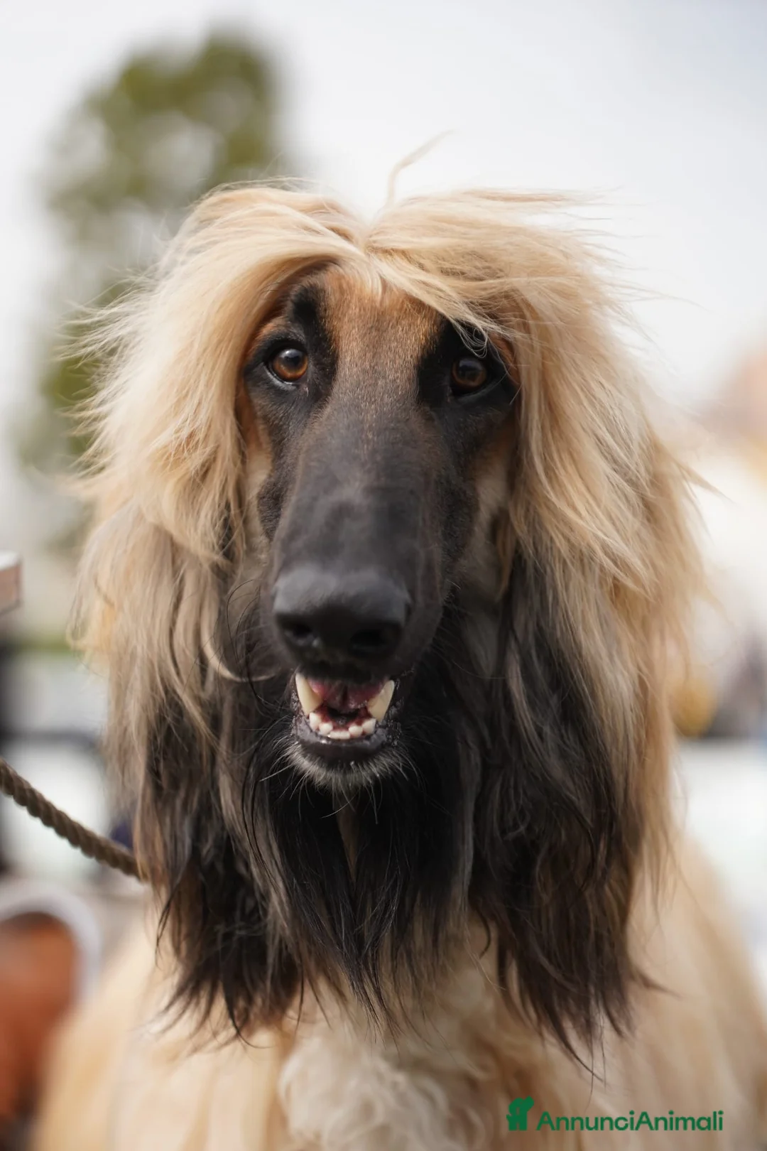 Levriero cani in vendita: BELLISSIMO CUCCIOLO LEVRIERO AFGANO a Provincia di Viterbo - Annuncio 15
