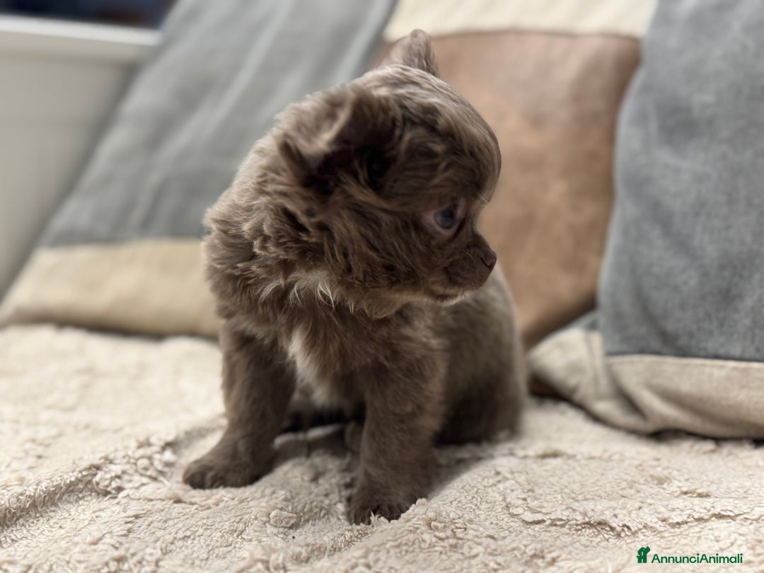 Chihuahua cani in vendita: Cucciola chihuahua pelo lungo lilac - Annuncio 3