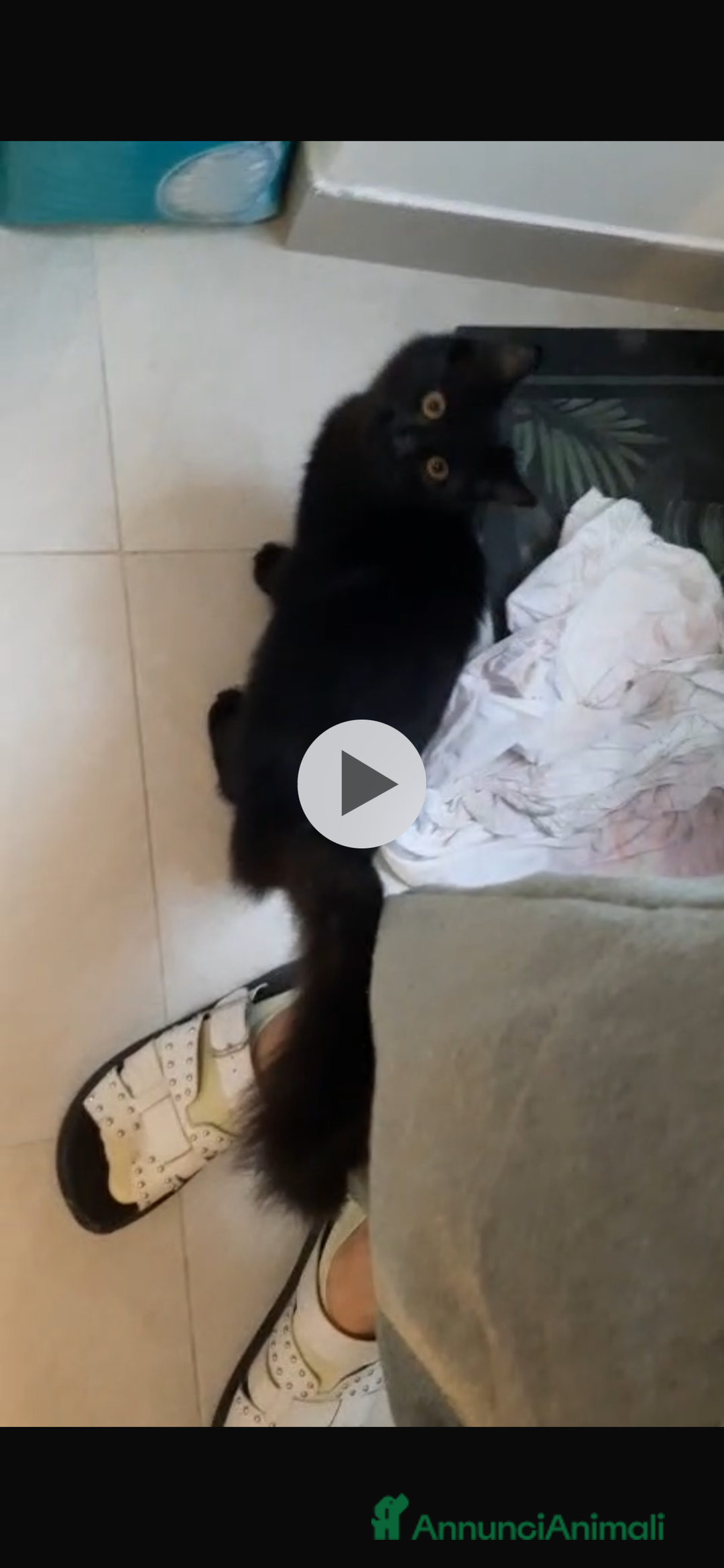 Europeo gatti in regalo: cucciola 5 mesi cerca casa🖤 - Annuncio 1