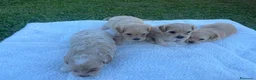 Maltipoo cani in vendita: Maltipoo a Provincia di Cuneo - Annuncio 9