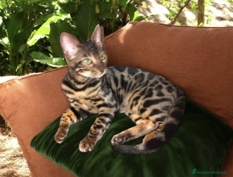 Bengala gatti Dolcissimi cuccioli Bengala  - Annuncio 2