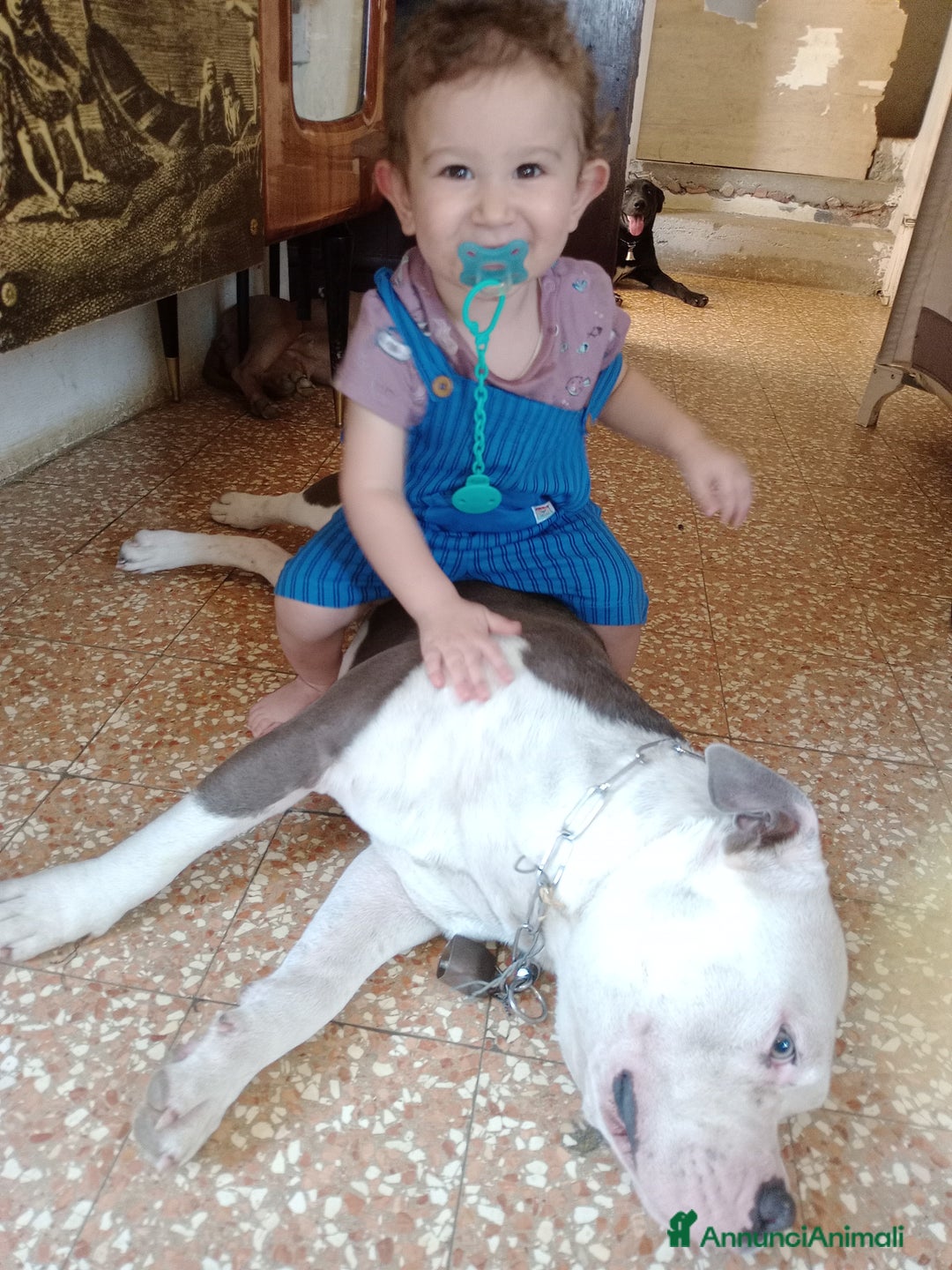 American Bully cani in vendita: American Bully, genitori addestrati da pet terapy  - Annuncio 6