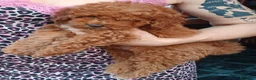 Barboncino Toy cani in vendita: Barboncino Toy Red  - Annuncio 7
