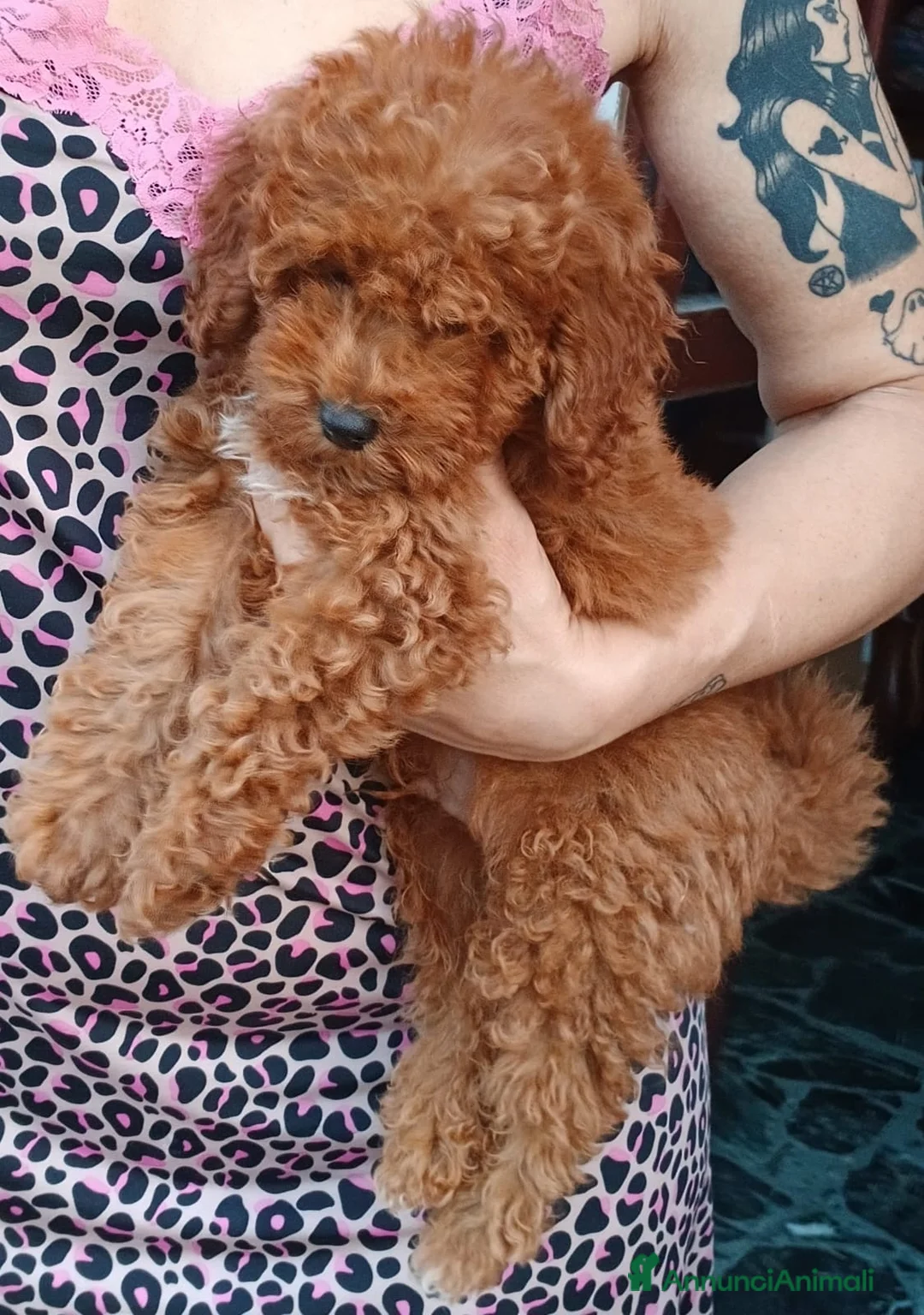 Barboncino Toy cani in vendita: Barboncino Toy Red  - Annuncio 7