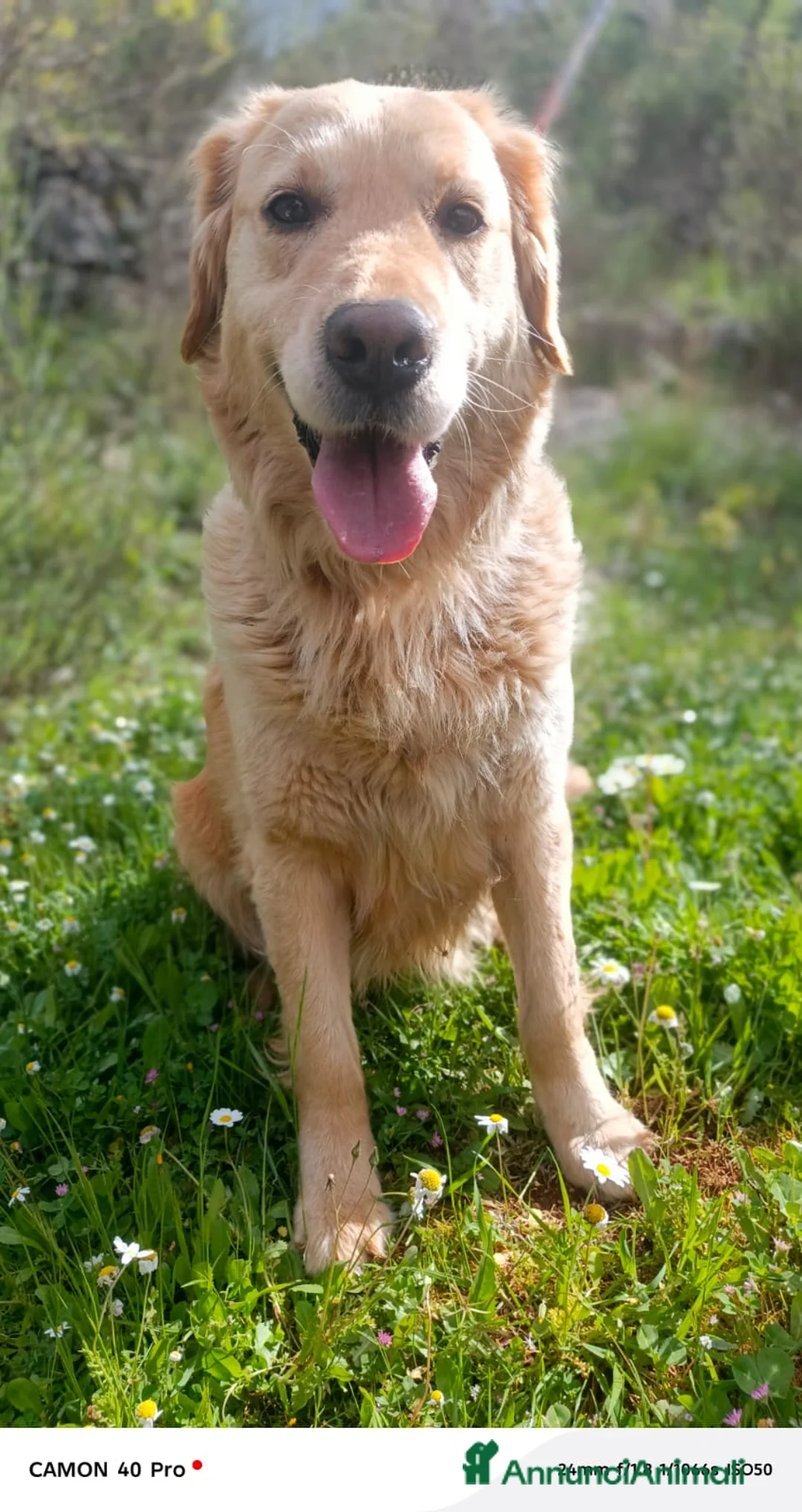 Golden Retriever cani in regalo: Chloe, una bravissima Golden Retriever - Annuncio 2