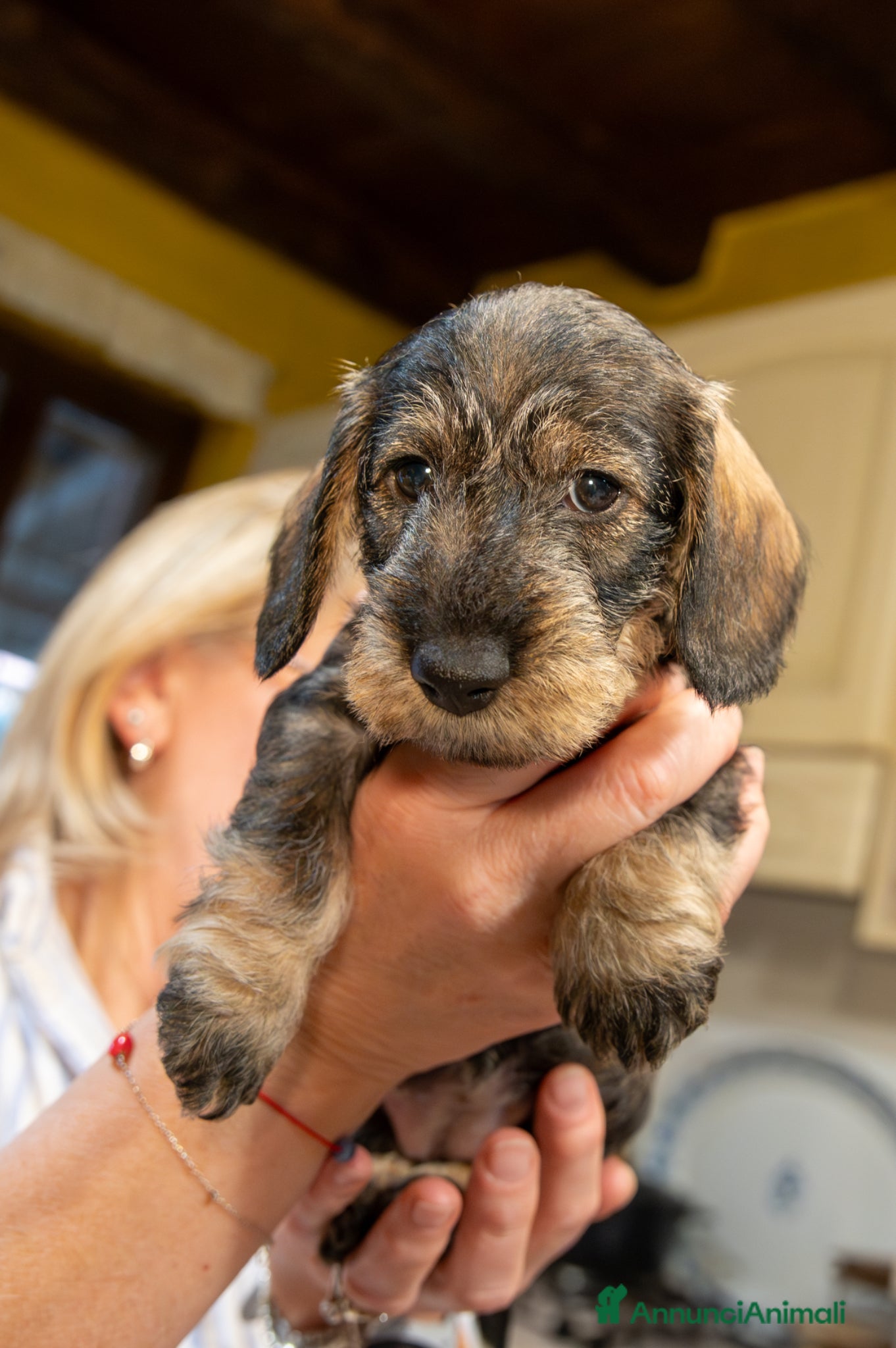 Bassotto cani Bassoti pelo ruvido - Annuncio 2