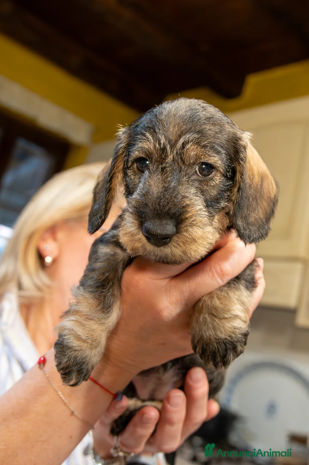 Bassotto cani in vendita: Bassoti pelo ruvido - Annuncio 2