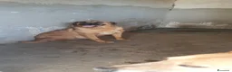 Meticcio cani in regalo: Alex in Canile - Annuncio 2
