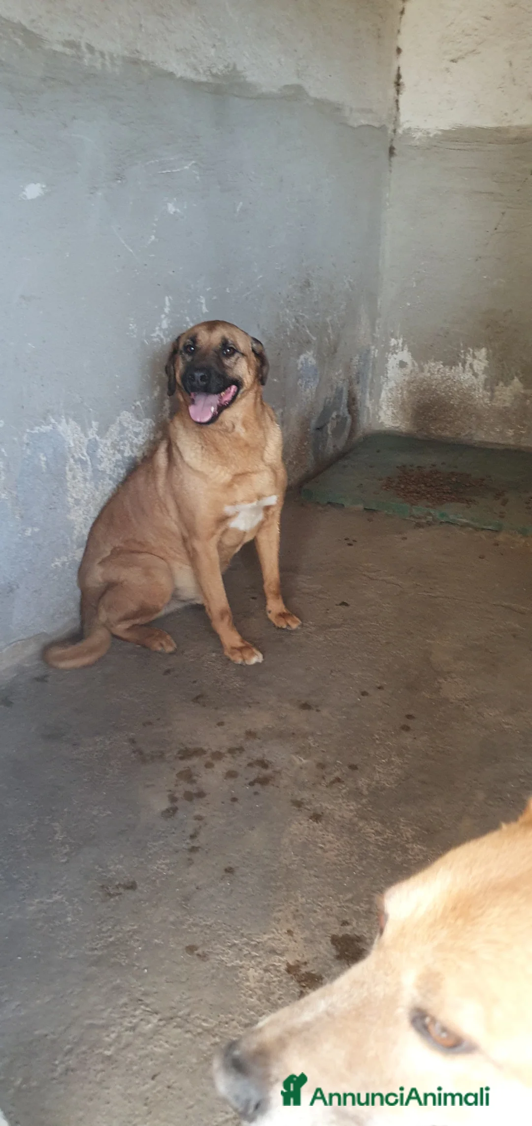 Meticcio cani in regalo: Alex in Canile - Annuncio 2