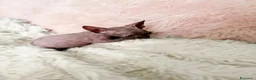 Sphynx gatti in vendita: Sphynx o gatto nudo - Annuncio 3