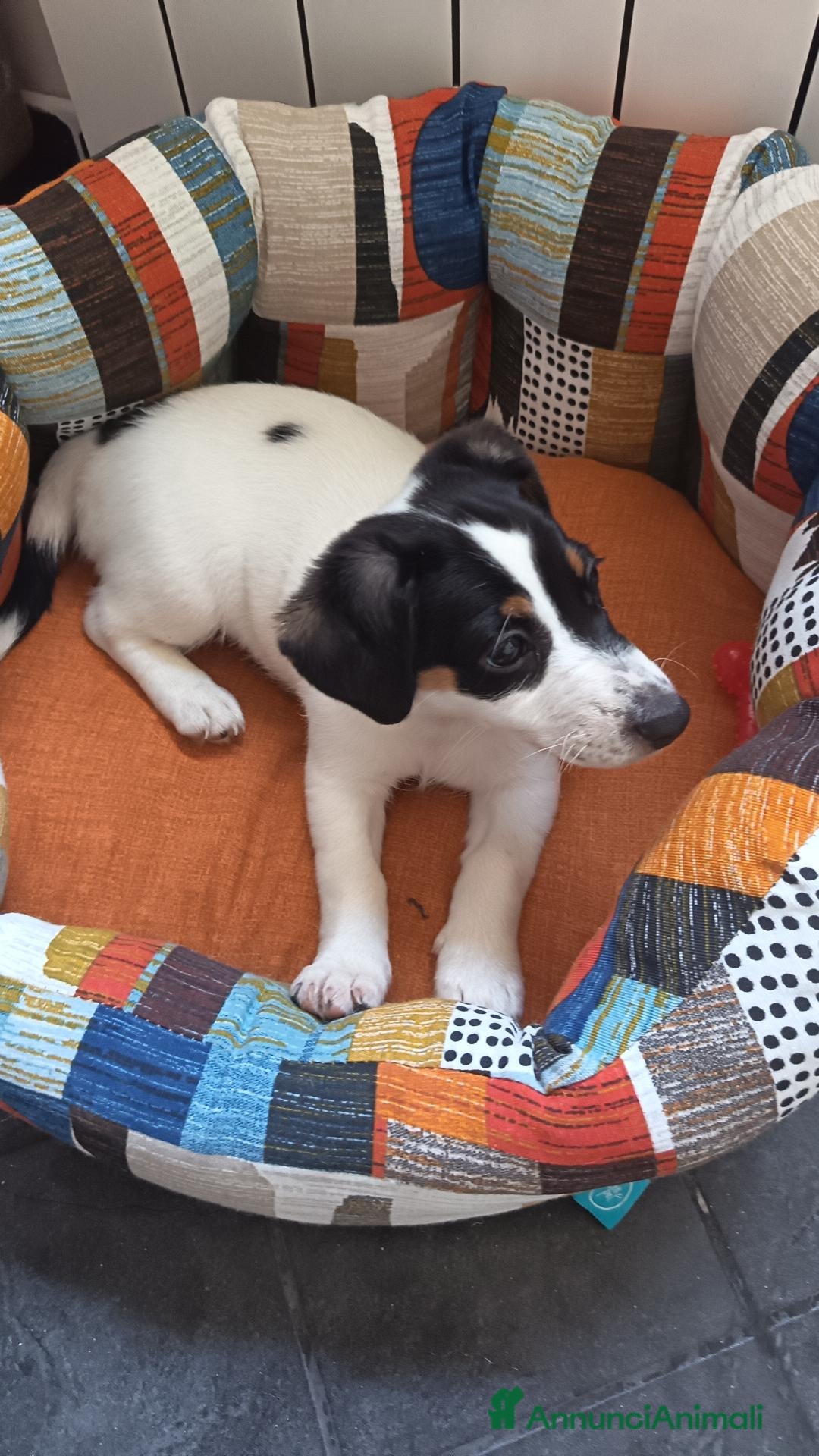 Jack Russell cani Jack Russel - Annuncio 1