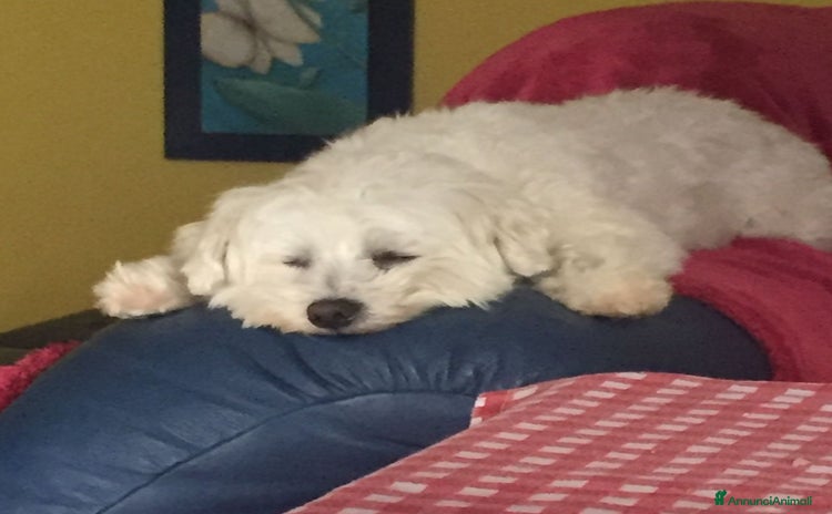 Maltese cani a Provincia di Reggio Emilia - Annuncio 1