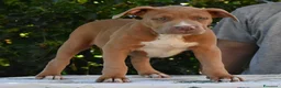 American Bully cani in vendita: Cucciole di American Bully XL. - Annuncio 3