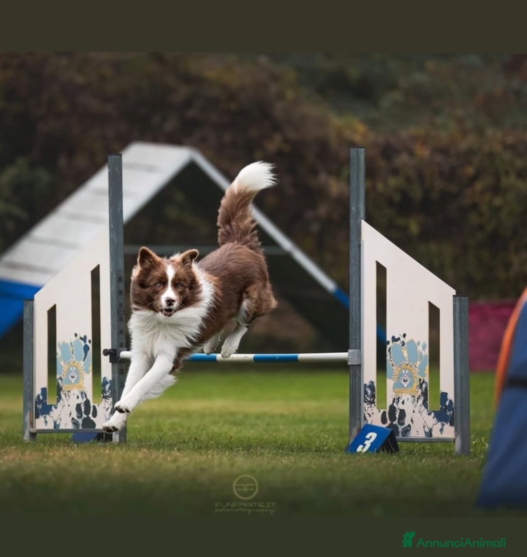 Border Collie cani in vendita: Border collie  - Annuncio 5